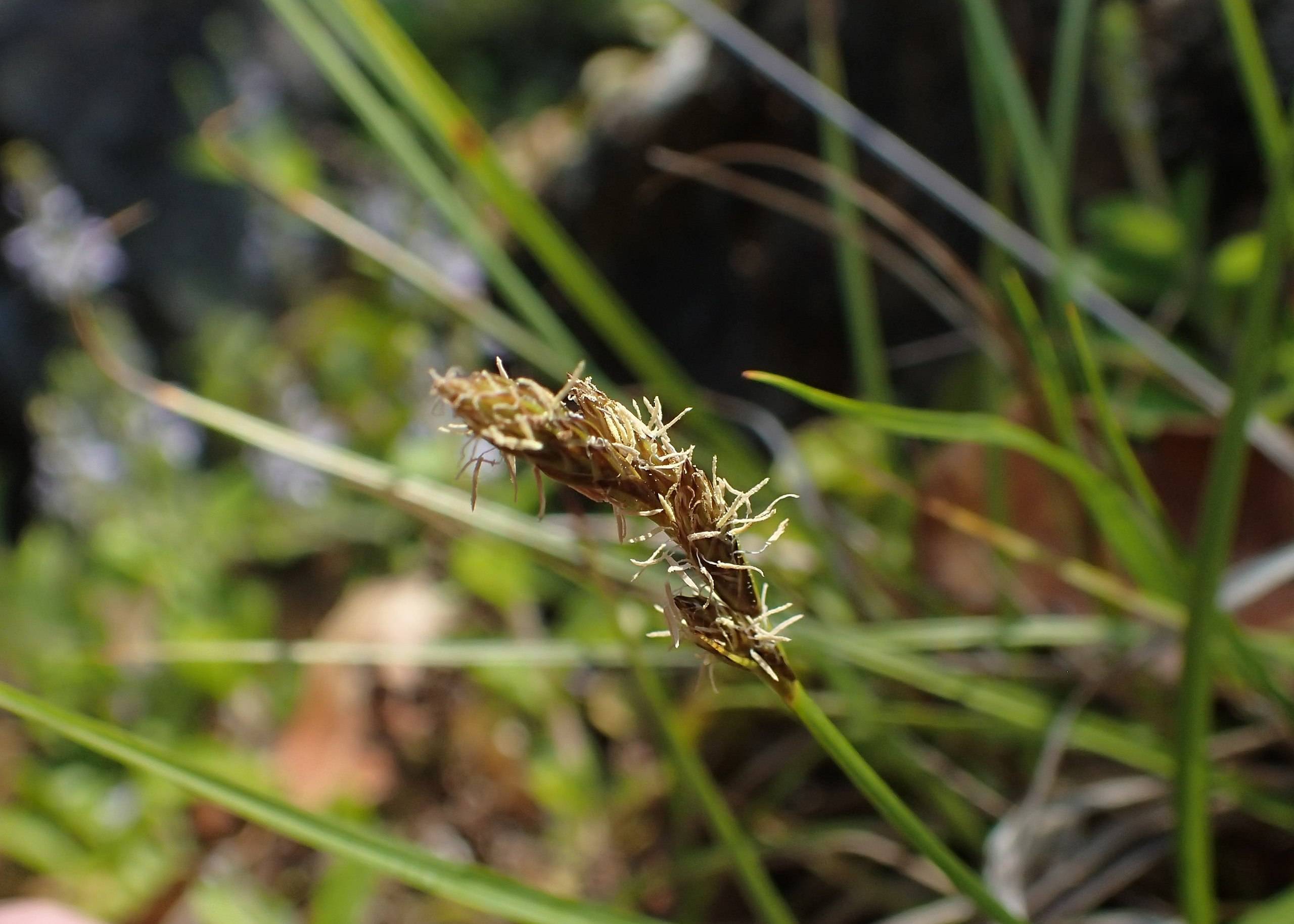 yellow-brown spikelets with green-yellow foliage